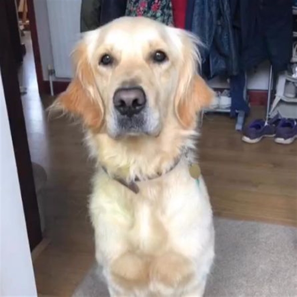 dog waiting by the door